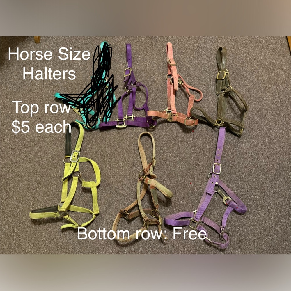 Colorful Horse Halters